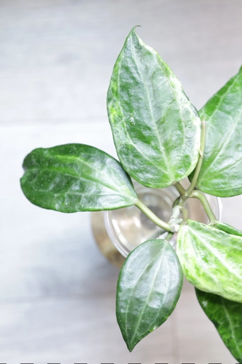 Hoya Latifolia Peridot