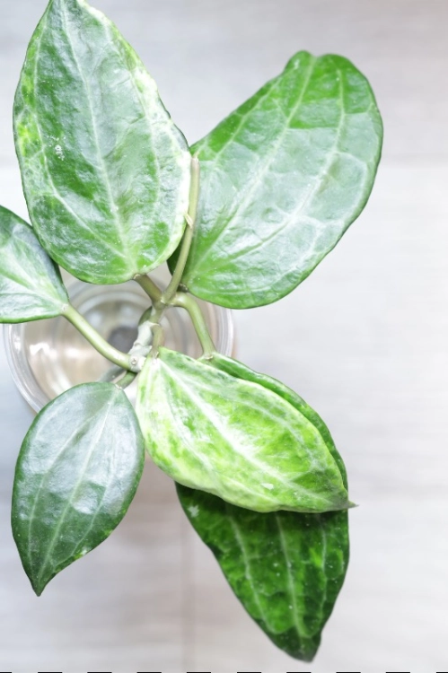 Hoya Latifolia Peridot