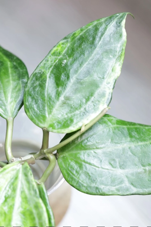Hoya Latifolia Peridot