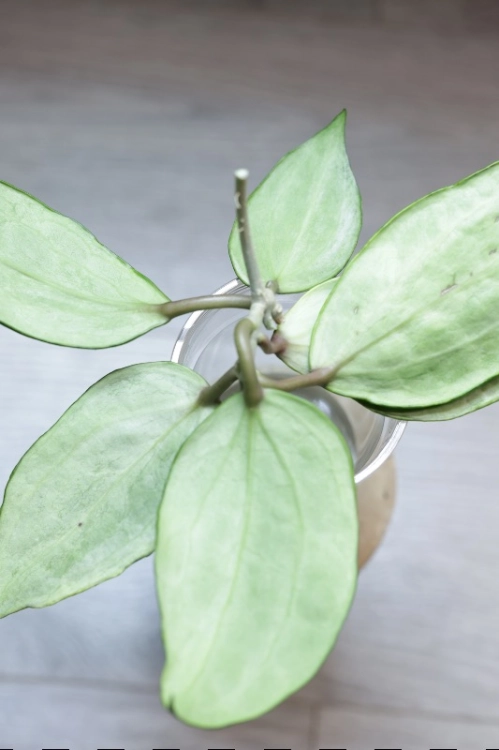 Hoya Latifolia Peridot