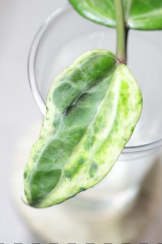 Hoya Latifolia Peridot