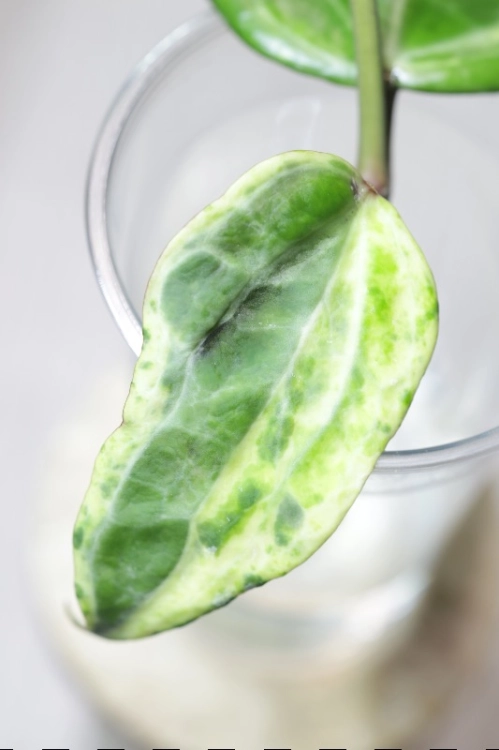 Hoya Latifolia Peridot