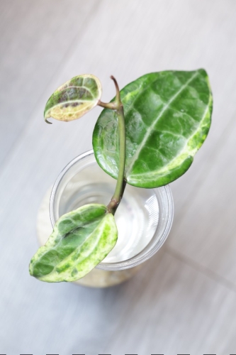 Hoya Latifolia Peridot