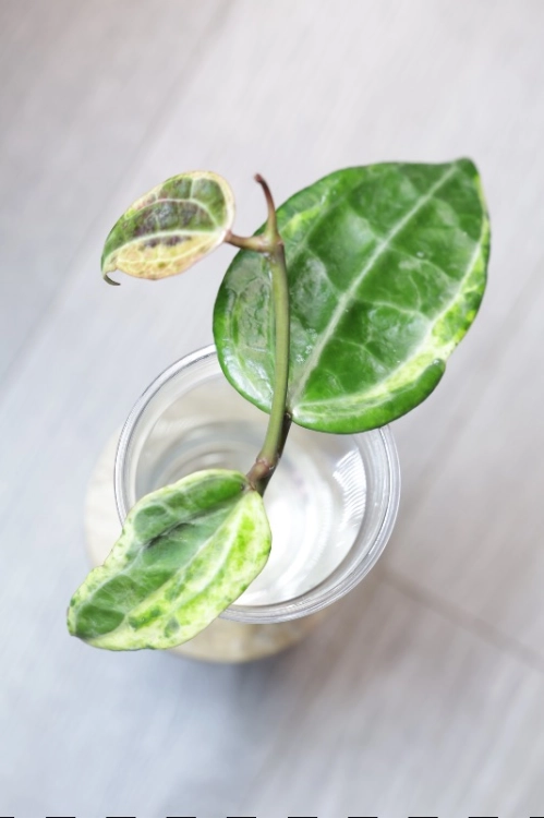 Hoya Latifolia Peridot