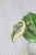 Hoya Latifolia Peridot