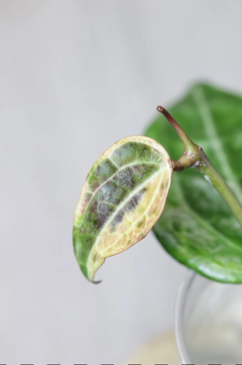Hoya Latifolia Peridot