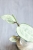 Hoya Latifolia Peridot