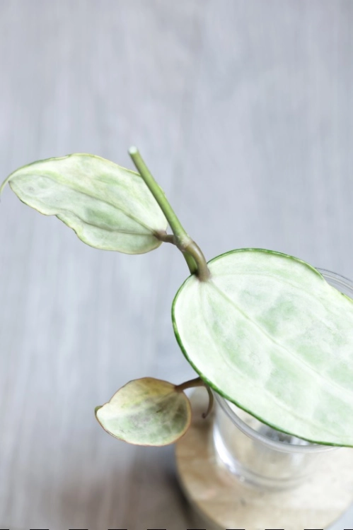 Hoya Latifolia Peridot