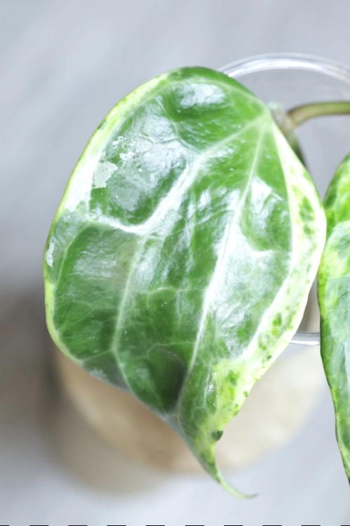 Hoya Latifolia Peridot