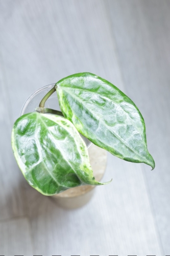 Hoya Latifolia Peridot
