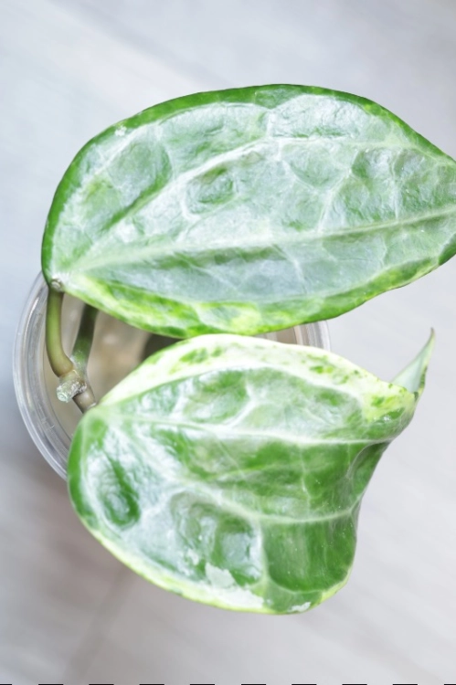 Hoya Latifolia Peridot