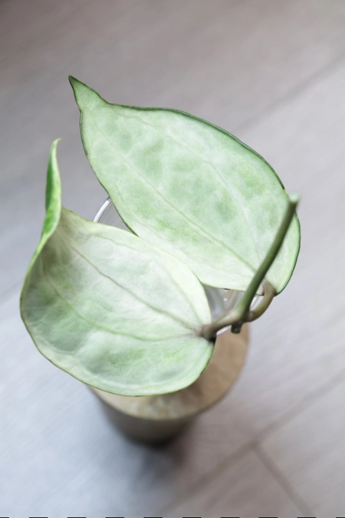 Hoya Latifolia Peridot