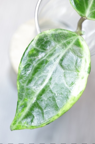 Hoya Latifolia Peridot