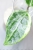 Hoya Latifolia Peridot