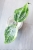 Hoya Latifolia Peridot