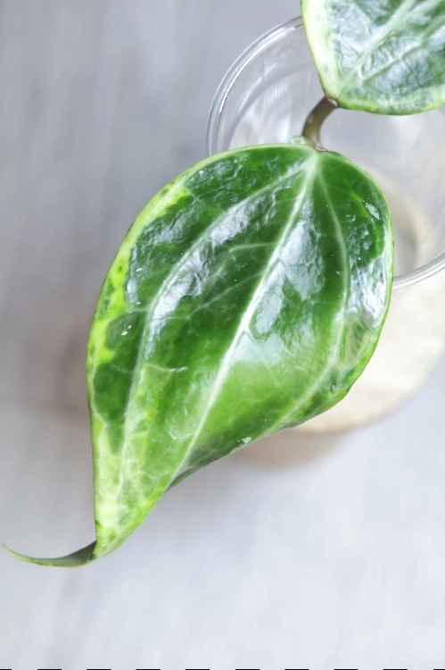 Hoya Latifolia Peridot