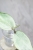Hoya Latifolia Peridot