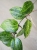 Hoya Latifolia Peridot
