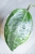Hoya Latifolia Peridot
