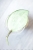 Hoya Latifolia Peridot