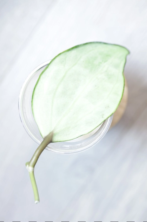Hoya Latifolia Peridot
