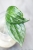 Hoya Latifolia Peridot