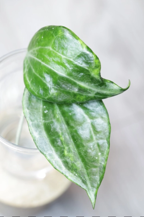 Hoya Latifolia Peridot