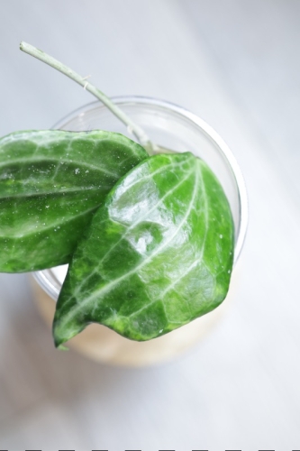 Hoya Latifolia Peridot