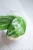 Hoya Latifolia Peridot