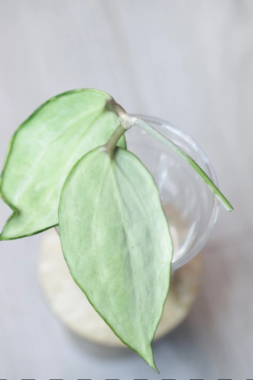Hoya Latifolia Peridot