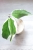 Hoya Ilagiorum Albomarginata