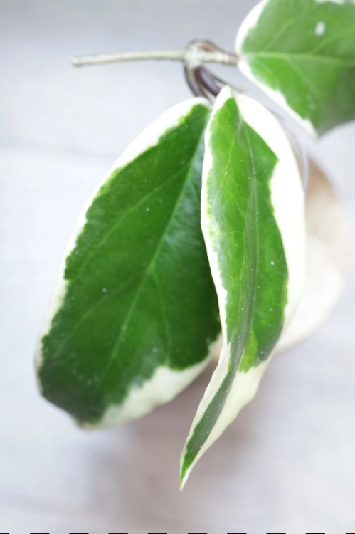 Hoya Ilagiorum Albomarginata
