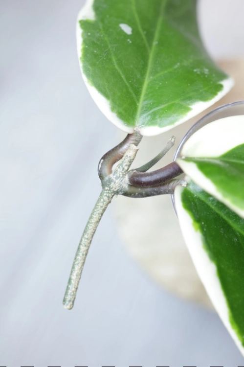 Hoya Ilagiorum Albomarginata