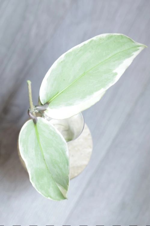 Hoya Ilagiorum Albomarginata