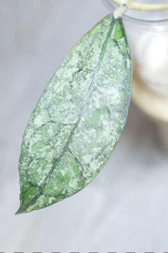 Hoya Clemensiorum sp Borneo Silver