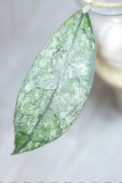Hoya Clemensiorum sp Borneo Silver