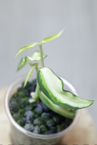 Hoya Burmanica Variegata