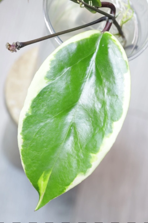 Hoya Ilagiorum Albomarginata