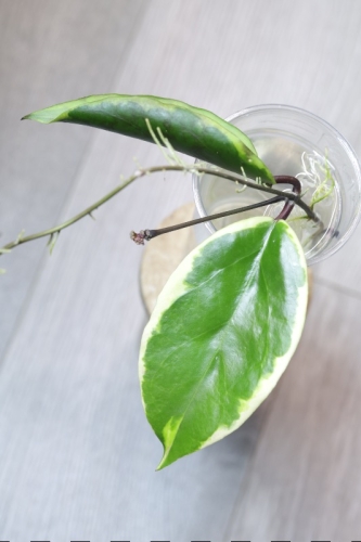 Hoya Ilagiorum Albomarginata