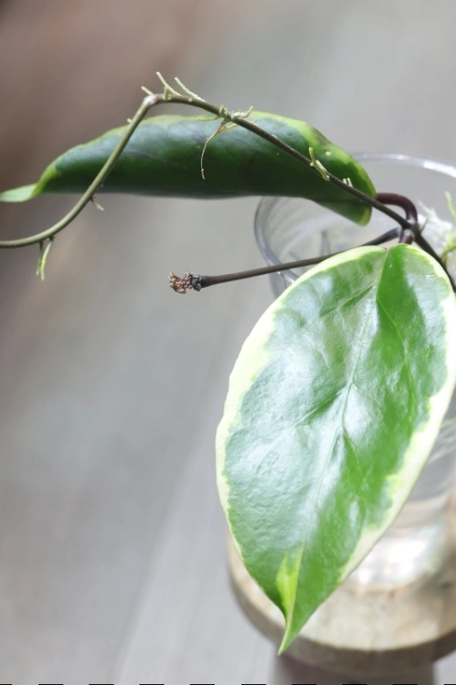 Hoya Ilagiorum Albomarginata