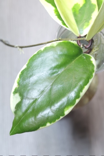 Hoya Ilagiorum Albomarginata