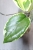 Hoya Ilagiorum Albomarginata