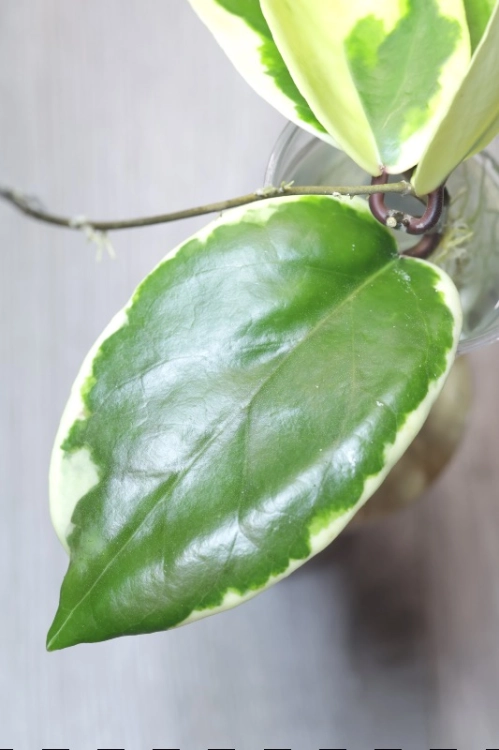 Hoya Ilagiorum Albomarginata