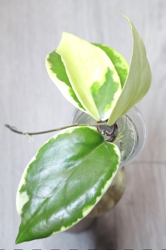 Hoya Ilagiorum Albomarginata