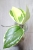 Hoya Ilagiorum Albomarginata