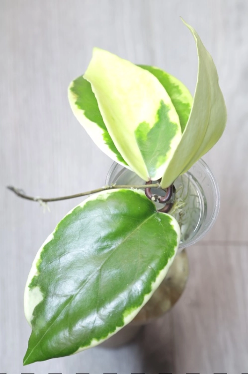 Hoya Ilagiorum Albomarginata