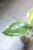 Hoya Ilagiorum Albomarginata