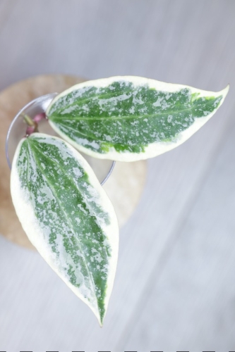 Hoya sp. Rangsan Albomarginata Splash