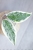 Hoya sp. Rangsan Albomarginata Splash
