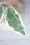 Hoya sp. Rangsan Albomarginata Splash